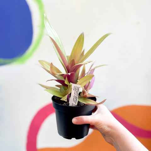 Spider Lily - Tradescantia spathacea 'Sitara’ - Welsh Grown - Sprouts of Bristol