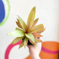 Spider Lily - Tradescantia spathacea 'Sitara’ - Welsh Grown - Sprouts of Bristol