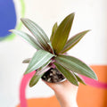 Spider Lily - Tradescantia spathacea 'Varicolor’ - Welsh Grown - Sprouts of Bristol