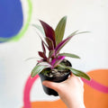 Spider Lily - Tradescantia spathacea 'Varicolor’ - Welsh Grown - Sprouts of Bristol