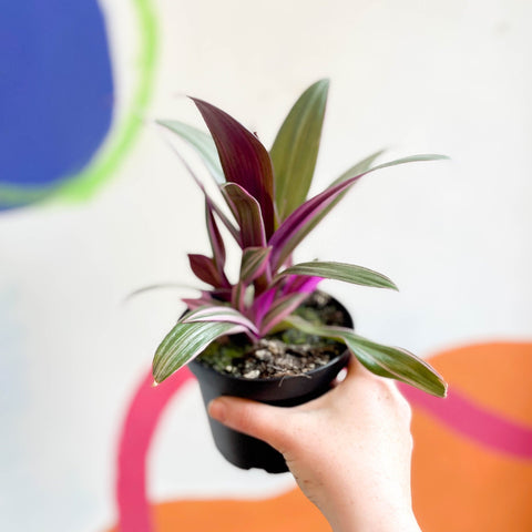 Spider Lily - Tradescantia spathacea 'Varicolor’ - Welsh Grown - Sprouts of Bristol
