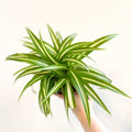 Spider Plant - Chlorophytum comosum 'Variegatum' - Sprouts of Bristol
