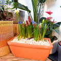 Spring Bulbs in Terracotta Windowsill Trough Planter - Sprouts of Bristol
