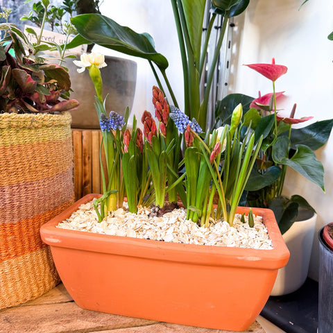Spring Bulbs in Terracotta Windowsill Trough Planter - Sprouts of Bristol