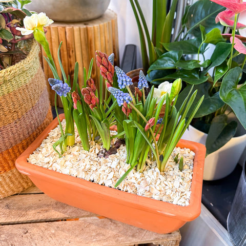 Spring Bulbs in Terracotta Windowsill Trough Planter - Sprouts of Bristol