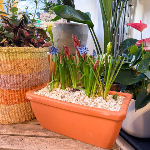 Spring Bulbs in Terracotta Windowsill Trough Planter - Sprouts of Bristol