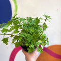 Spurflower - Plectranthus venteri - Welsh Grown - Sprouts of Bristol