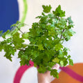 Spurflower - Plectranthus venteri - Welsh Grown - Sprouts of Bristol