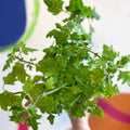 Spurflower - Plectranthus venteri - Welsh Grown - Sprouts of Bristol