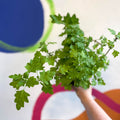 Spurflower - Plectranthus venteri - Welsh Grown - Sprouts of Bristol