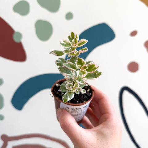 Spurflower - Plectranthus - Welsh Grown - Sprouts of Bristol