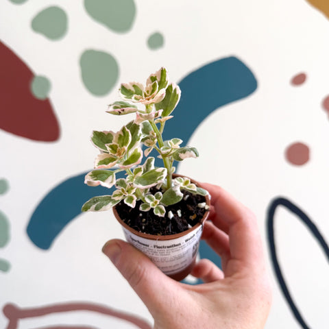 Spurflower - Plectranthus - Welsh Grown - Sprouts of Bristol