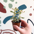 Spurflower - Plectranthus - Welsh Grown - Sprouts of Bristol