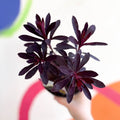 Spurge - Euphorbia 'Miner's Merlot' - British Grown Evergreen Perennial - Sprouts of Bristol