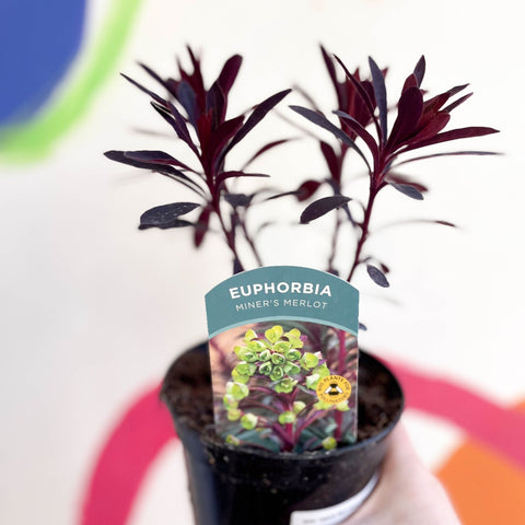 Spurge - Euphorbia 'Miner's Merlot' - British Grown Evergreen Perennial - Sprouts of Bristol