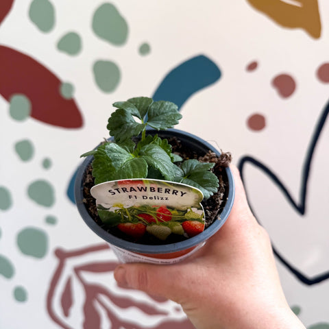 Strawberry - Fragaria x ananassa 'Delizz' F1 - British Grown - Sprouts of Bristol