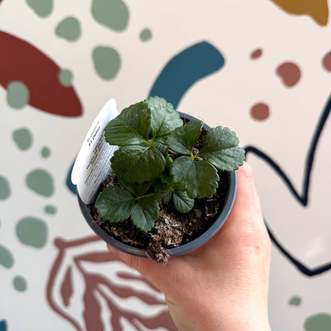 Strawberry - Fragaria x ananassa 'Delizz' F1 - British Grown - Sprouts of Bristol