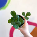 Strawberry - Fragaria x ananassa 'Elan' - British Grown - Sprouts of Bristol
