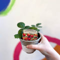 Strawberry - Fragaria x ananassa 'Elan' - British Grown - Sprouts of Bristol