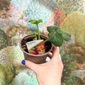 Strawberry - Fragaria x ananassa 'Elsanta' - British Grown - Sprouts of Bristol