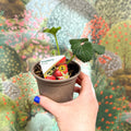 Strawberry - Fragaria x ananassa 'Elsanta' - British Grown - Sprouts of Bristol