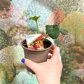 Strawberry - Fragaria x ananassa 'Elsanta' - British Grown - Sprouts of Bristol