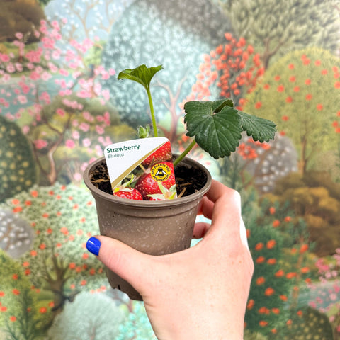 Strawberry - Fragaria x ananassa 'Elsanta' - British Grown - Sprouts of Bristol