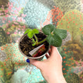 Strawberry - Fragaria x ananassa 'Elsanta' - British Grown - Sprouts of Bristol