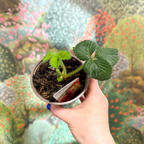 Strawberry - Fragaria x ananassa 'Elsanta' - British Grown - Sprouts of Bristol