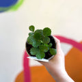 Strawberry - Fragaria x ananassa 'Roman' - British Grown - Sprouts of Bristol