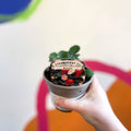 Strawberry - Fragaria x ananassa 'Roman' - British Grown - Sprouts of Bristol