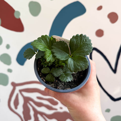 Strawberry - Fragaria x ananassa 'Summer Breeze Cherry' F1 - British Grown - Sprouts of Bristol