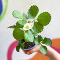 Strawberry - Fragaria x ananassa 'Summer Breeze Snow' F1 - British Grown - Sprouts of Bristol