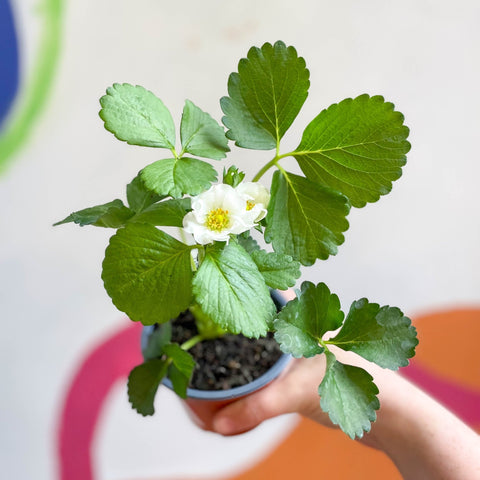 Strawberry - Fragaria x ananassa 'Summer Breeze Snow' F1 - British Grown - Sprouts of Bristol