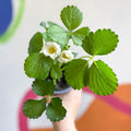 Strawberry - Fragaria x ananassa 'Summer Breeze Snow' F1 - British Grown - Sprouts of Bristol