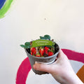Strawberry - Fragaria x ananassa 'Tristan' - British Grown - Sprouts of Bristol