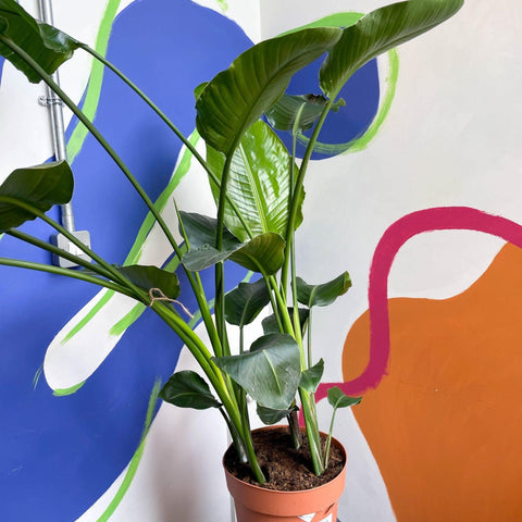 Strelitzia nicolai - Giant White Bird of Paradise - Sprouts of Bristol