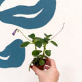 Streptocarpus caulescens ‘Blue Moon’ – Cape Primrose - Welsh Grown - Sprouts of Bristol