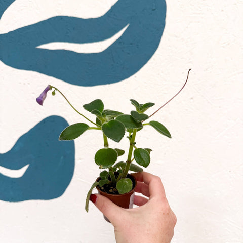 Streptocarpus caulescens ‘Blue Moon’ – Cape Primrose - Welsh Grown - Sprouts of Bristol