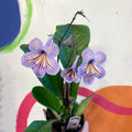 Streptocarpus ionantha 'Abigail' - Welsh Grown - Sprouts of Bristol