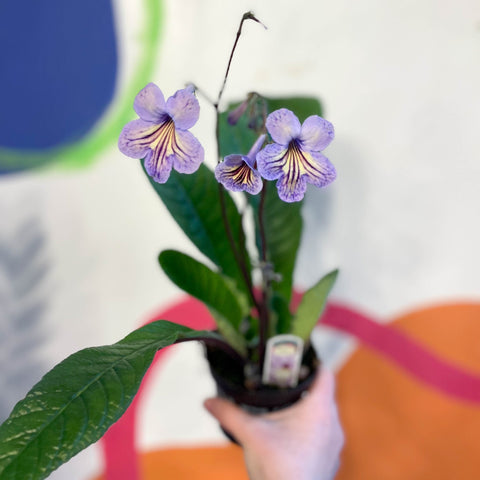 Streptocarpus ionantha 'Abigail' - Welsh Grown - Sprouts of Bristol