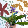 Streptocarpus ionantha 'Alexis' - Welsh Grown - Sprouts of Bristol