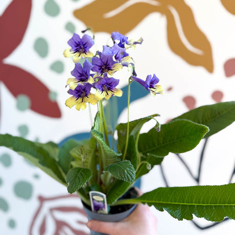Streptocarpus ionantha 'Alexis' - Welsh Grown - Sprouts of Bristol