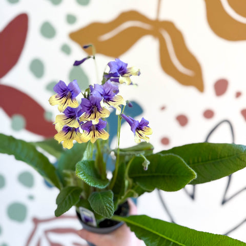 Streptocarpus ionantha 'Alexis' - Welsh Grown - Sprouts of Bristol