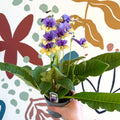 Streptocarpus ionantha 'Alexis' - Welsh Grown - Sprouts of Bristol