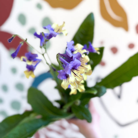 Streptocarpus ionantha 'Alexis' - Welsh Grown - Sprouts of Bristol