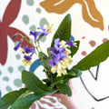 Streptocarpus ionantha 'Alexis' - Welsh Grown - Sprouts of Bristol