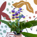 Streptocarpus ionantha 'Alexis' - Welsh Grown - Sprouts of Bristol