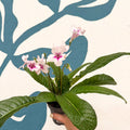 Streptocarpus ionantha 'Beverley' - Welsh Grown - Sprouts of Bristol