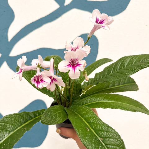 Streptocarpus ionantha 'Beverley' - Welsh Grown - Sprouts of Bristol